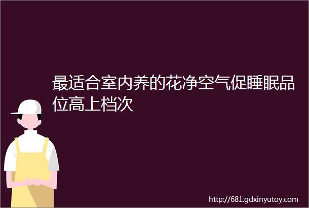 最适合室内养的花净空气促睡眠品位高上档次