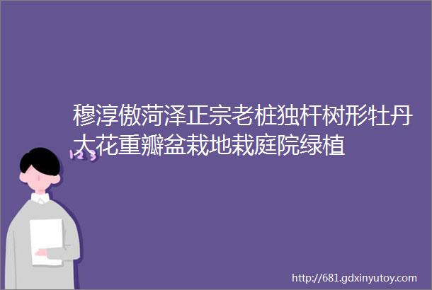 穆淳傲菏泽正宗老桩独杆树形牡丹大花重瓣盆栽地栽庭院绿植